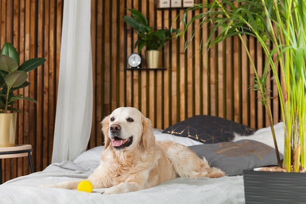 Cachorro descansando em ambiente confortável de hospedagem